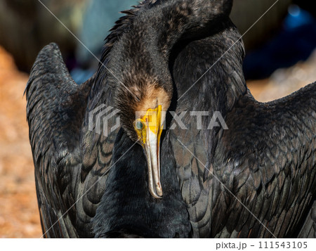 カワウのアップ カワウのアップ 111543105