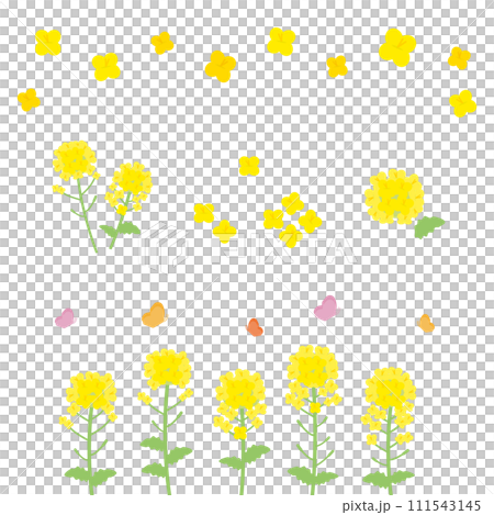 シンプルな菜の花のイラストセット(フラットデザイン) シンプルな菜の花のイラストセット(フラットデザイン) 111543145