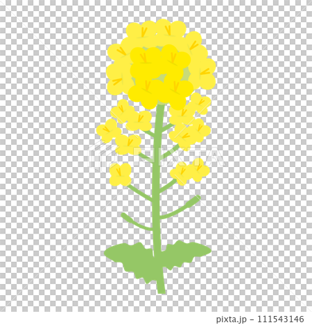 簡單的油菜花插畫(平面設計) 簡單的油菜花插畫(平面設計) 111543146