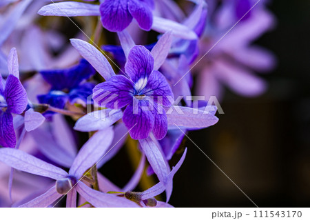 Extreme closeup selective focus of blooming purple wreath flowers. Extreme closeup selective focus of blooming purple wreath flowers. 111543170