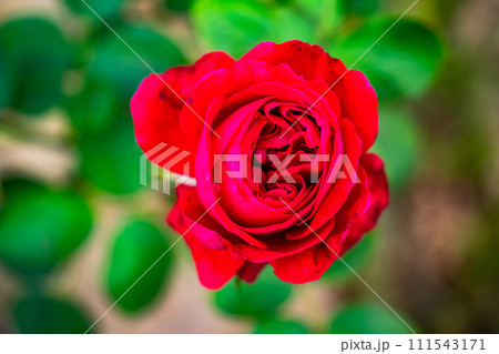 Top view closeup of blooming red rose with green leaves. 111543171