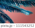 Palm leaves on a pink background. Tropical background with copy space. 111543252