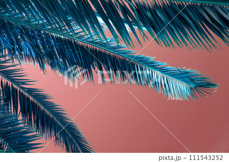 Palm leaves on a pink background. Tropical background with copy space. Palm leaves on a pink background. Tropical background with copy space. 111543252