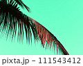 Coconut palm leaf on green background. Minimal concept. 111543412