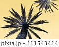 Silhouette of a palm tree against a yellow sky at sunset 111543414