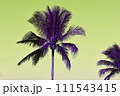 coconut palm tree on sky background, vintage color tone 111543415