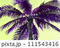Palm tree silhouettes against a yellow background. 111543416