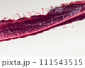 Red lipstick stroke on white paper background. Close-up shot. 111543515