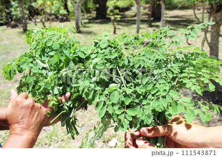 モリンガの葉 111543871