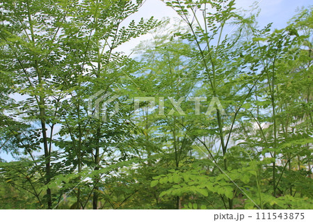 モリンガの葉 111543875