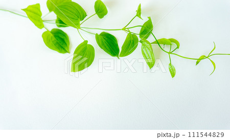 葉っぱ緑のナチュラル背景画像 植物 リキュウソウ 利休草 葉っぱ緑のナチュラル背景画像 植物 リキュウソウ 利休草 111544829