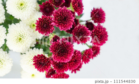 お供え かわいい菊の花束 終活 コピースペース 小菊 白赤 マム お供え かわいい菊の花束 終活 コピースペース 小菊 白赤 マム 111544830