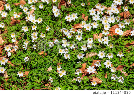 Wood anemone (Anemone nemorosa), also known windflower, European thimbleweed and smell fox. Top view 111544850