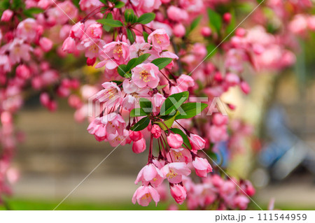 Pink blossoming cherry tree in garden at spring 111544959