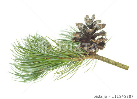 Beautiful fir tree branch with pine cones on white background. Medicinal plants. Forest tree  111545287
