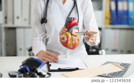 The doctor shows a plastic model of the heart, close-up The doctor shows a plastic model of the heart, close-up 111545638