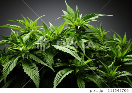 Marijuana cannabis leaf. Generative AI 111545706