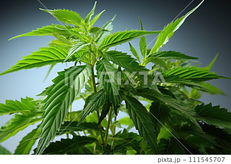Marijuana cannabis leaf. Generative AI 111545707
