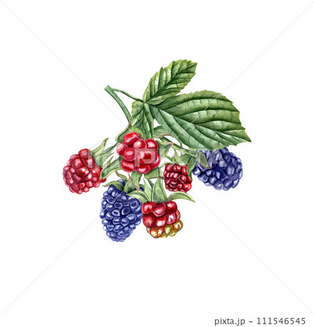 Ripe and unripe Blackberry. Bramble branch with leaves. Forest and garden berries. Red and navy Dewberry. Watercolor botanical illustration for template, package, cookbook. Ripe and unripe Blackberry. Bramble branch with leaves. Forest and garden berries. Red and navy Dewberry. Watercolor botanical illustration for template, package, cookbook. 111546545