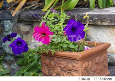 Photograph of Petunia flowers in bloom in a domestic garden in the Blue Mountains in New South Wales in Australia Photograph of Petunia flowers in bloom in a domestic garden in the Blue Mountains in New South Wales in Australia 111546590