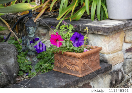 Photograph of Petunia flowers in bloom in a domestic garden in the Blue Mountains in New South Wales in Australia 111546591