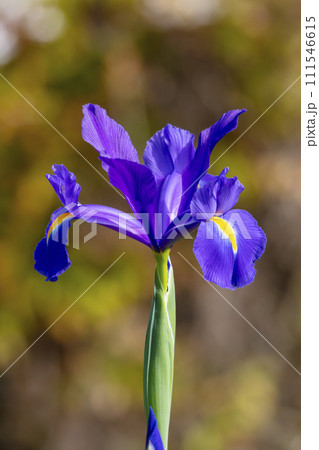 Photograph of a purple Dutch Iris flower in bloom in a domestic garden in the Blue Mountains in New South Wales in Australia Photograph of a purple Dutch Iris flower in bloom in a domestic garden in the Blue Mountains in New South Wales in Australia 111546615