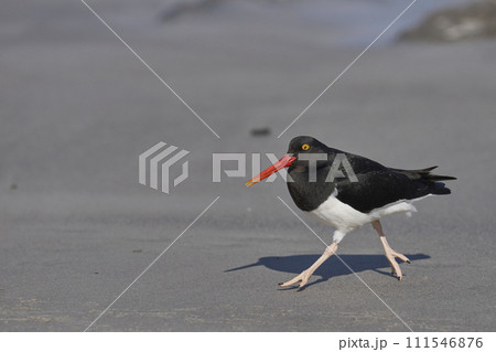 Magellanic Oystercatcher Magellanic Oystercatcher 111546876
