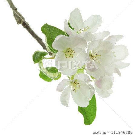 sprig of blossoming apple tree isolated on white background. apple tree in bloom. Blooming apple sprig of blossoming apple tree isolated on white background. apple tree in bloom. Blooming apple 111546889