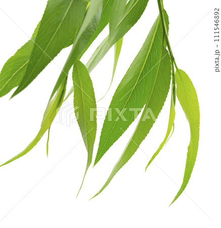 branches of willow with green leaves are isolated on white background. Spring foliage. branches of willow with green leaves are isolated on white background. Spring foliage. 111546892