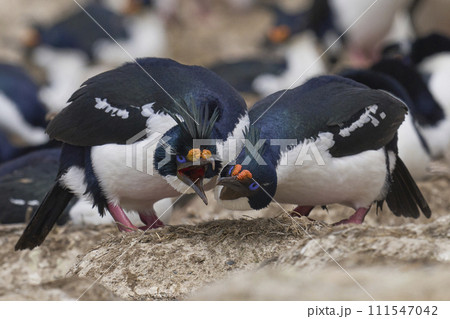 Pair of Imperial Shag courting 111547042