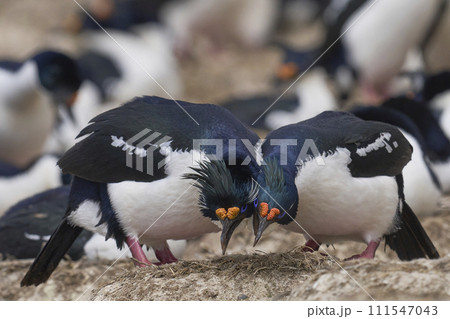 Pair of Imperial Shag courting 111547043