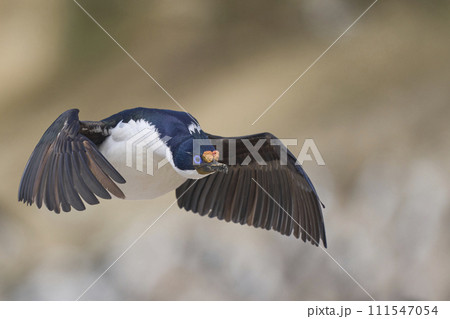 Imperial Shag in flight 111547054