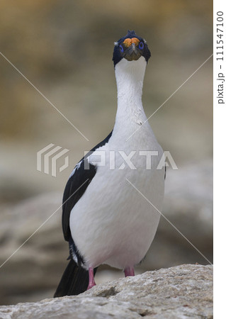 Imperial Shag 111547100