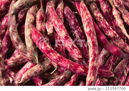 Cranberry beans. Fresh Organic Borlotti bean pods. Stylish modern food background. Magenta color. Creative foodstuff image. Grocery, dietary backdrop. Advertising, trendy magazine publication. Border Cranberry beans. Fresh Organic Borlotti bean pods. Stylish modern food background. Magenta color. Creative foodstuff image. Grocery, dietary backdrop. Advertising, trendy magazine publication. Border 111547700