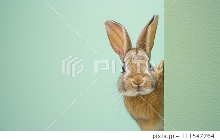 Rabbit peeks out from around the corner of the wall. Cute little brown bunny on mint green background. Banner with brown bunny and copy space for text. 111547764