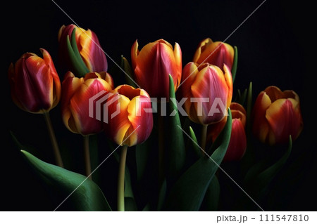 bouquet of tulips on a dark background close up 111547810