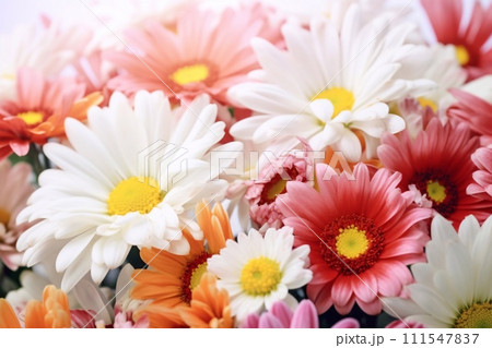 multicolored gerbera isolated on white background 111547837