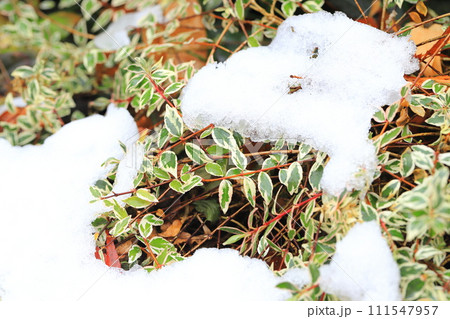 雪の日の花壇(シルバープリペット) 雪の日の花壇(シルバープリペット) 111547957
