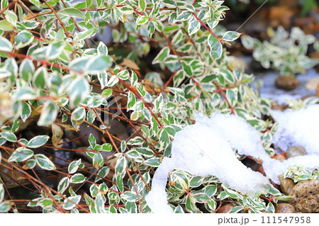 雪の日の花壇(シルバープリペット) 雪の日の花壇(シルバープリペット) 111547958
