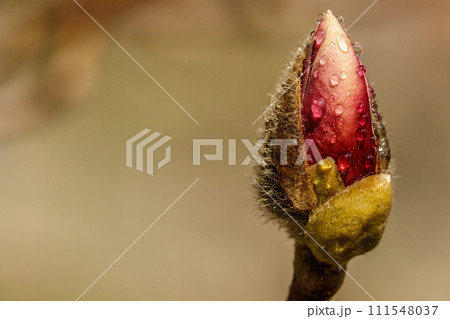 beautiful magnolia flowers with water droplets 111548037