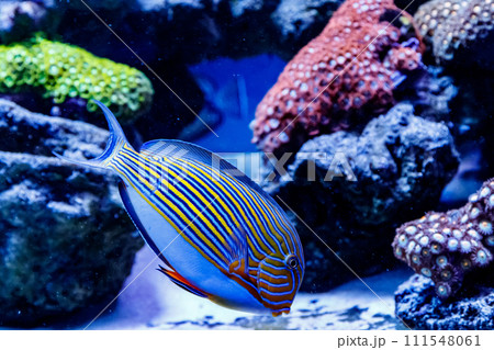 Fish Striped Surgeon Acanthurus lineatus 111548061