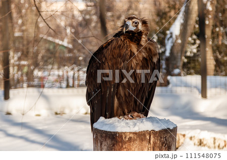 beautiful vultures sit on a stump in the snow beautiful vultures sit on a stump in the snow 111548075