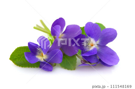 Violet flower spring on white backgrounds Violet flower spring on white backgrounds 111548169