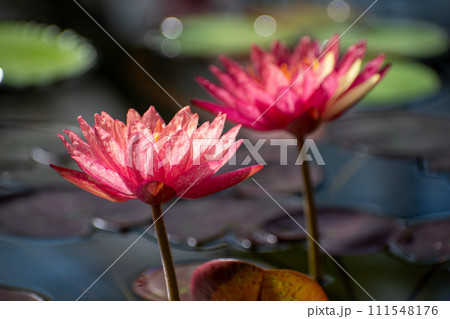 Two water lily flowers in a pond close-up 111548176