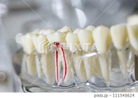 Teeth education model. Shallow dof Teeth education model. Shallow dof 111548624