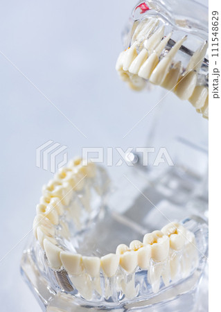 Teeth education model. Shallow dof Teeth education model. Shallow dof 111548629