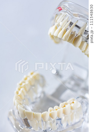 Model of human jaw. Selective Focus Model of human jaw. Selective Focus 111548630