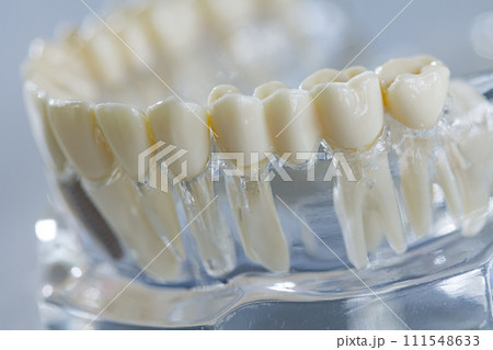 Teeth education model. Shallow dof Teeth education model. Shallow dof 111548633