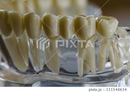 Model of human jaw. Selective Focus 111548634