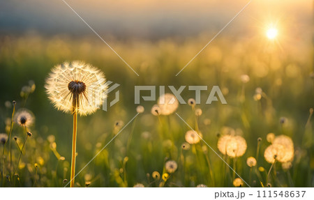 Summer landscape with focus on delicate dandelion seeds in the foreground 111548637